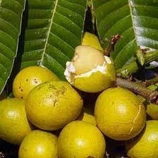 Matoa Yellow (પીળો મટોઆ)